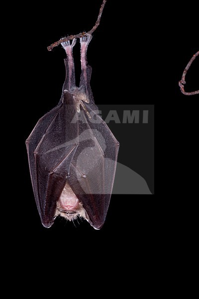 Grote hoefijzerneus hangend; Greater horseshoe bat hanging stock-image by Agami/Theo Douma,