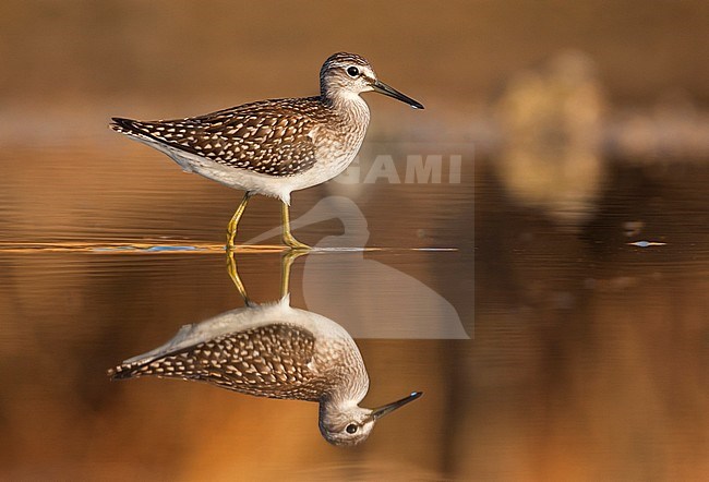 First-winter Wood Sandpiper (Tringa glareola) during autumn migration in Greece. stock-image by Agami/Ralph Martin,