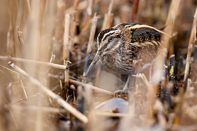 Jack Snipe; Lymnocryptes minimus stock-image by Agami/Chris van Rijswijk,