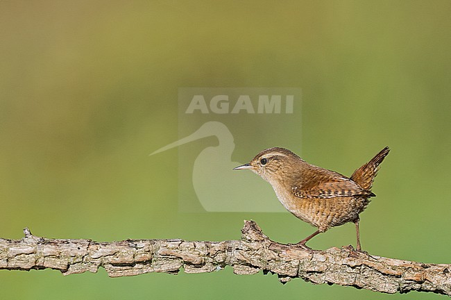 Winter Wren, Winterkoning stock-image by Agami/Alain Ghignone,
