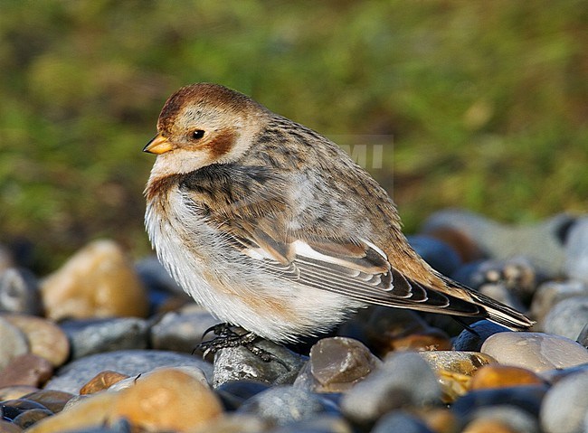 First winter female Snow Bunting (Plectrophenax nivalis) showing a-typical dark plumage on an coastal location at Salthouse, Norfolk, England, during winter. stock-image by Agami/Steve Gantlett,