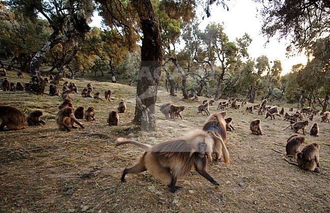 Gelada in het Simein gebergte; Gelada in Semien Mountains stock-image by Agami/Marten van Dijl,
