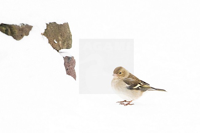 Chaffinch (Fringilla coelebs) feeding in the snow in an urban backyard in the Netherlands during a cold period in winter. stock-image by Agami/Arnold Meijer,