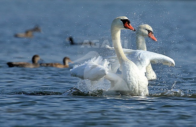  stock-image by Agami/Jacques van der Neut,