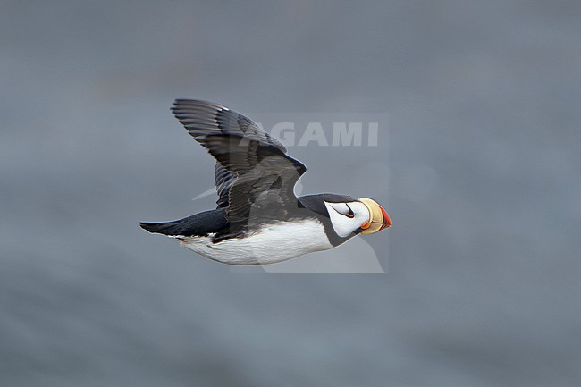 Horned Puffin (Fratercula corniculata) on St Paul island, Alaska, United States. stock-image by Agami/Dani Lopez-Velasco,