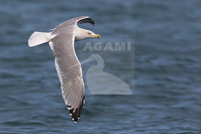 Geelpootmeeuw; Yellow-legged Gull; Larus michahellis stock-image by Agami/Daniele Occhiato,