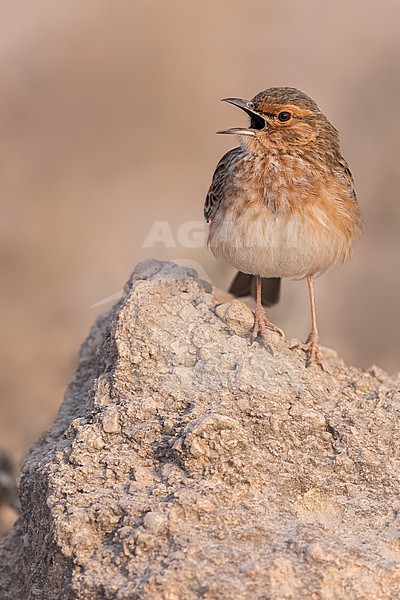 Pink-breasted Lark (Calendulauda poecilosterna) perched on a rock in Tanzania. stock-image by Agami/Dubi Shapiro,