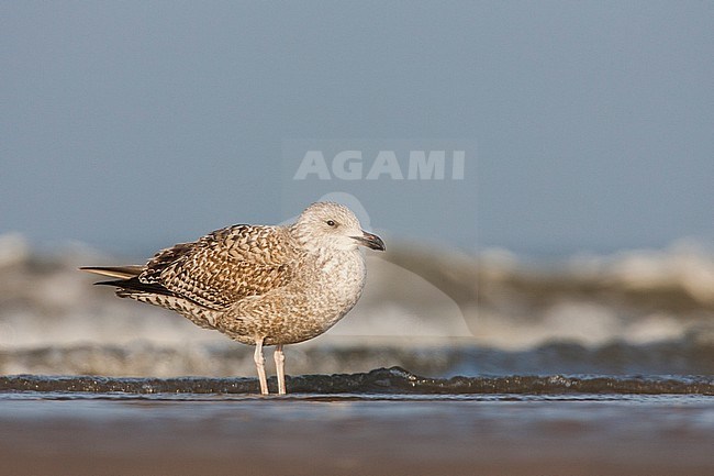 Zilvermeeuw juveniel staand in branding; Herring Gull juvenile standing in surf stock-image by Agami/Menno van Duijn,