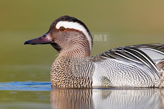 Garganey (Anas querquedula), close-up of a drake swimming in a pond stock-image by Agami/Saverio Gatto,