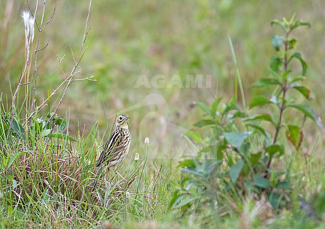 Ochre-breasted Pipit, Anthus nattereri, in Paraguay. stock-image by Agami/Pete Morris,