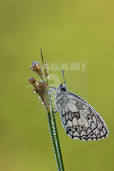 Dambordje in de vegetatie, Marbled White in the vegetation stock-image by Agami/Theo Douma,