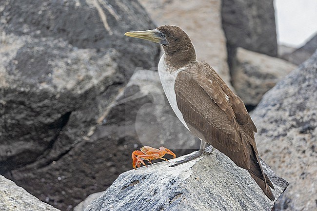 Immature Nazca Booby, Sula granti, on the Galapagos Islands, part of the Republic of Ecuador. stock-image by Agami/Pete Morris,