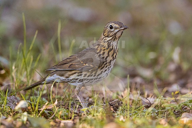 Song Thrush, Turdus philomelos, during autumn migration in Italy. stock-image by Agami/Daniele Occhiato,