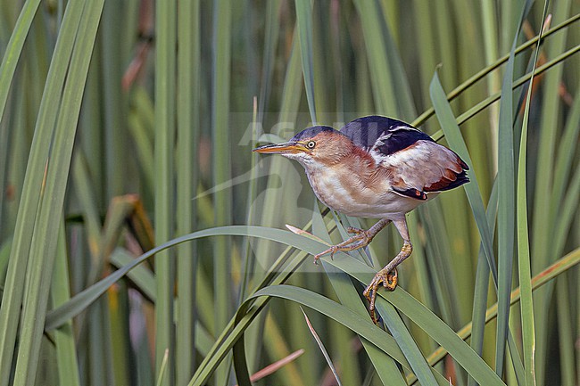 Adult Least Bittern, Ixobrychus exilis, in the Dominican Republic. stock-image by Agami/Pete Morris,