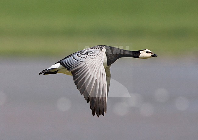 Barnacle Goose, Brandgans stock-image by Agami/Marc Guyt,