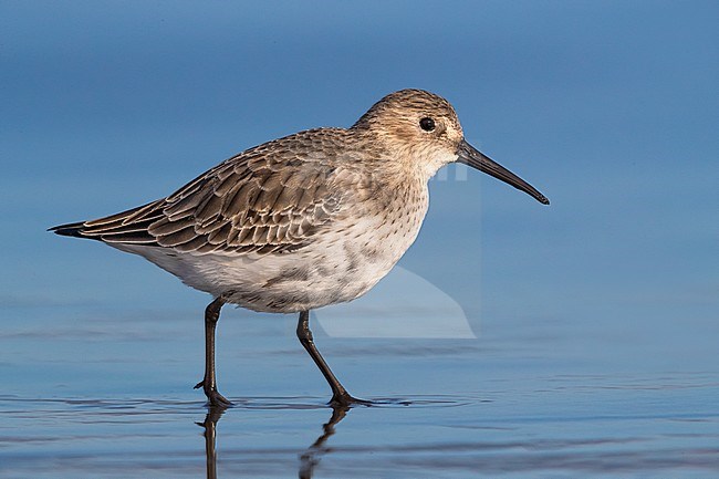 Dunlin (Calidris alpina) stock-image by Agami/Daniele Occhiato,