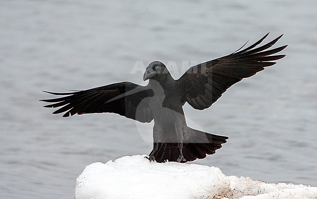 Large-billed Crow (Corvus macrorhynchos japonensis), also known as Jungle Crow. Landing on a heap of snow. stock-image by Agami/Marc Guyt,
