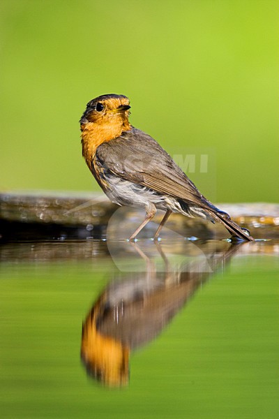 Roodborst bij drinkplaats; European Robin at drinking site stock-image by Agami/Marc Guyt,