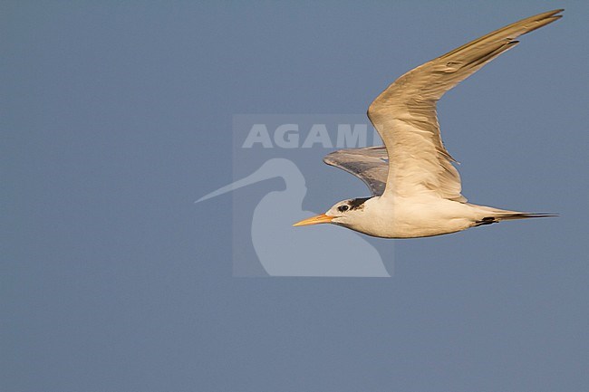Lessser Crested Tern - Rüppellseeschwalbe - Thalasseus bengalensis ssp. bengalensis, Oman, adult stock-image by Agami/Ralph Martin,