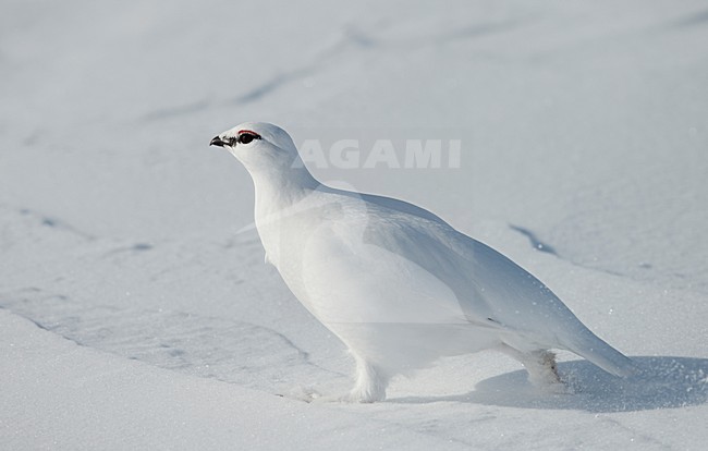 Mannetje Alpensneeuwhoen in de sneeuw, Male Rock Ptarmigan in the snow stock-image by Agami/Markus Varesvuo,