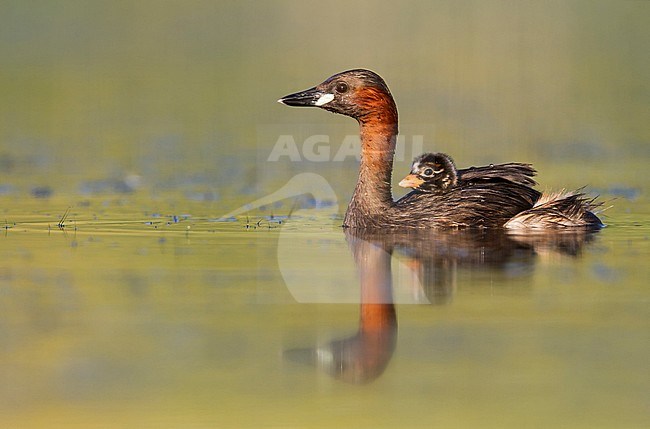 Adult Little Grebe (Tachybaptus ruficollis ruficollis) swimming on a lake in Germany together with a small chick. stock-image by Agami/Ralph Martin,