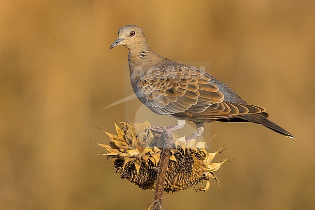 Juvenile Eurasian Turtle Dove, Streptopelia turtur, in Italy. stock-image by Agami/Daniele Occhiato,