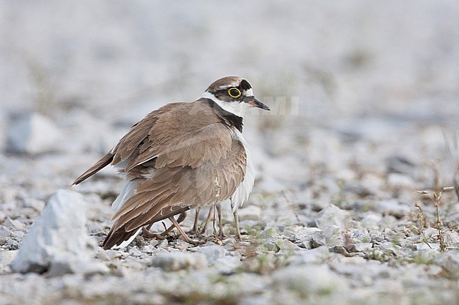 Little Ringed Plover, Kleine Plevier, Charadrius dubius ssp. curonicus, Croatia, adult female stock-image by Agami/Ralph Martin,