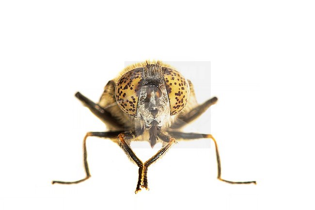 Small Spotty-eyed Dronefly, Weidevlekoog, Eristalinus sepulchralis stock-image by Agami/Wil Leurs,