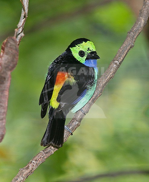 Paradise Tanager (Tangara chilensis) showing all colors. stock-image by Agami/Tom Friedel,