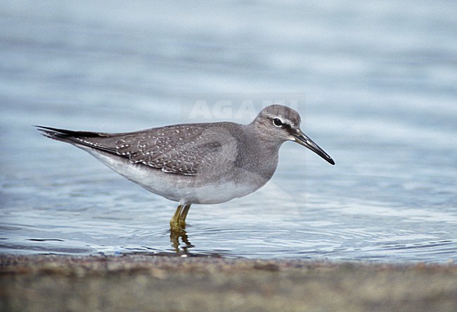 Onvolwassen Siberische Grijze Ruiter; Juvenile Grey-tailed Tattler (Tringa brevipes) stock-image by Agami/Mike Danzenbaker,