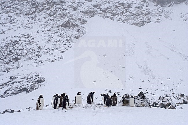 Gentoo Penguin group standing in the snow; EzelspinguÃ¯n groep staand in de sneeuw stock-image by Agami/Marc Guyt,