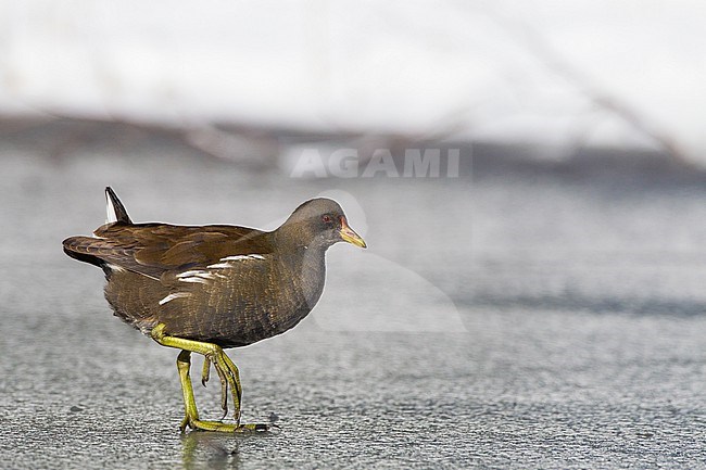 Common Moorhen, Gallinula chloropus pair foraging on ice stock-image by Agami/Menno van Duijn,