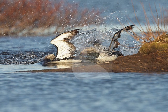 displaying their breeding rituals on a pond near Churchill Manitoba, Canada. stock-image by Agami/Glenn Bartley,