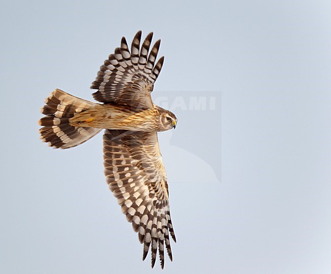 Vliegende, trekkende vrouw Blauwe Kiekendief. Flying, migratin female Hen Harrier. stock-image by Agami/Ran Schols,