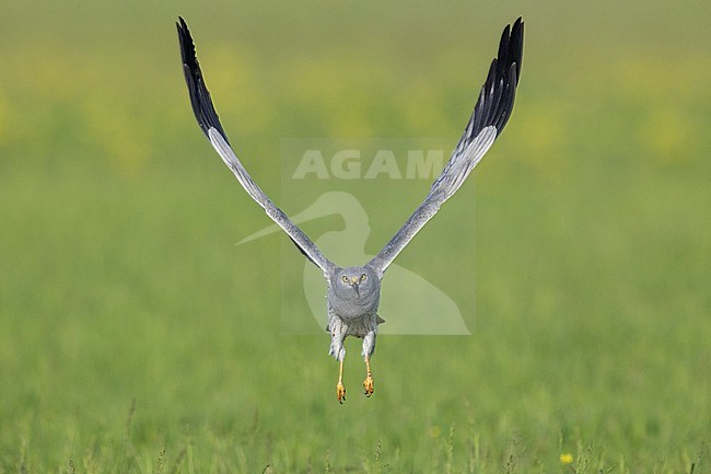 Montagu's Harrier (Circus pygargus), front view of an adult male in flight, Campania, Italy stock-image by Agami/Saverio Gatto,
