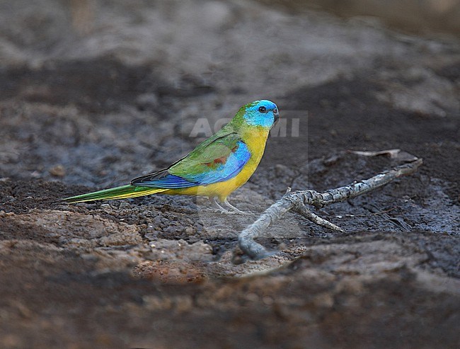 Perched male Turquoise Parrot, Neophema pulchella, at Cocoparra NP, New South Wales, Australia. stock-image by Agami/Andy & Gill Swash ,
