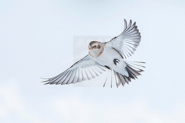 Snow Bunting (Plectrophenax nivalis) flying against white background in its wintering habitat in Canada. stock-image by Agami/Marcel Burkhardt,