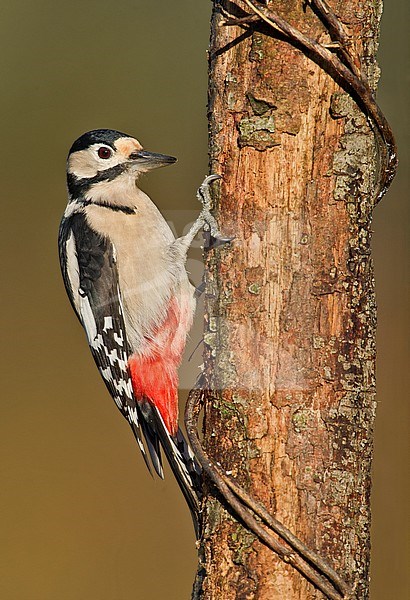 Great Spotted Woodpecker, Grote Bonte Specht, Dendrocopos major stock-image by Agami/Alain Ghignone,
