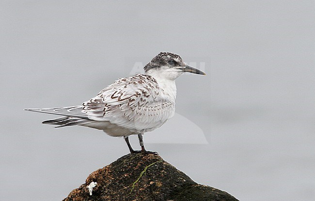 Juvenile Sandwich Tern (Thalasseus sandvicensis) standing on a coastal rock at Nivå Bugt, Denmark. Looking over its shoulder. stock-image by Agami/Helge Sorensen,