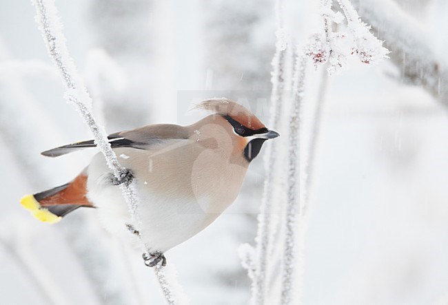 Pestvogel zittend op tak in de winter; Bohemian Waxwing perched on a branch in winter stock-image by Agami/Markus Varesvuo,