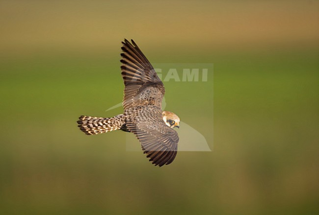 Roodpootvalk, Red-footed Falcon, Falco vespertinus stock-image by Agami/Marc Guyt,