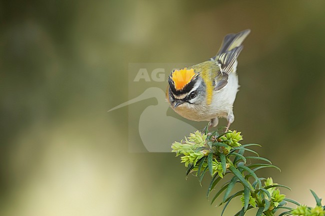 Firecrest - Sommergoldhähnchen - Regulus ignicapilla ssp. ignicapilla, Germany stock-image by Agami/Ralph Martin,