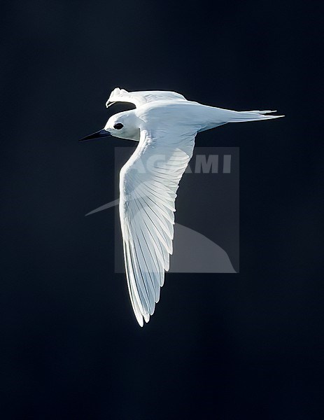 Indo-pacific White Tern (Gygis (alba) candida) in flight off Norfolk island, Australia. stock-image by Agami/Marc Guyt,
