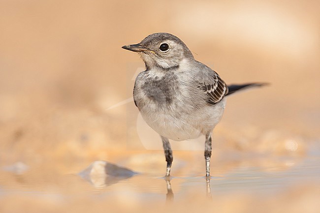 White Wagtail - Bachstelze - Motacilla alba ssp. alba, Croatia, juvenile stock-image by Agami/Ralph Martin,