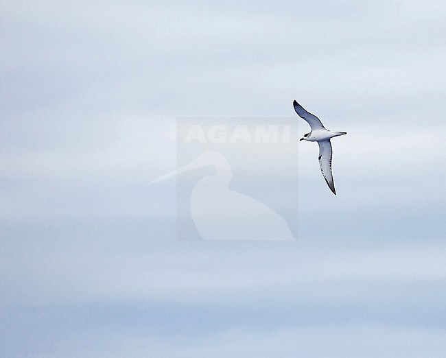 Juan Fernandez petrel, Pterodroma externa. Photographed during a Pitcairn Henderson and The Tuamotus expedition cruise. stock-image by Agami/Pete Morris,