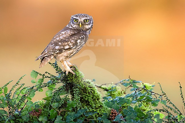 Little Owl (Athene noctua) in Italy. stock-image by Agami/Daniele Occhiato,