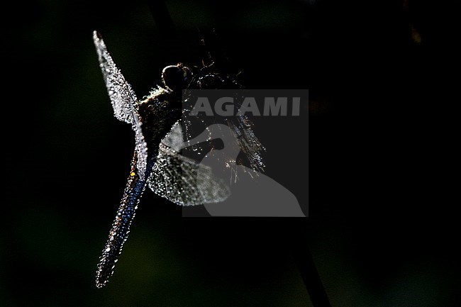 Vagrant Darter, Sympetrum vulgatum stock-image by Agami/Wil Leurs,