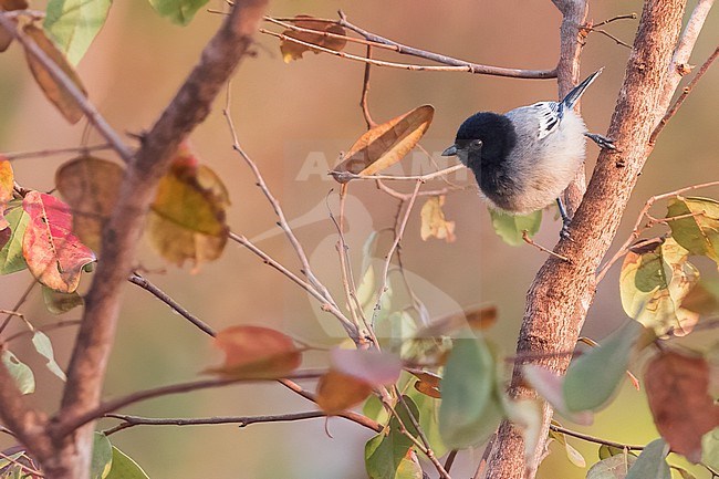 Cinnamon-breasted Tit (Melaniparus pallidiventris) in Tanzania. stock-image by Agami/Dubi Shapiro,