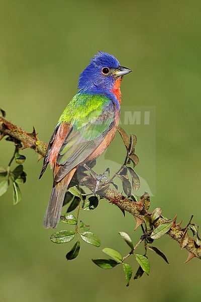 Adult male Painted Bunting (Passerina ciris) perched on a branch in Galveston County, Texas, USA. Seen on the back. stock-image by Agami/Brian E Small,