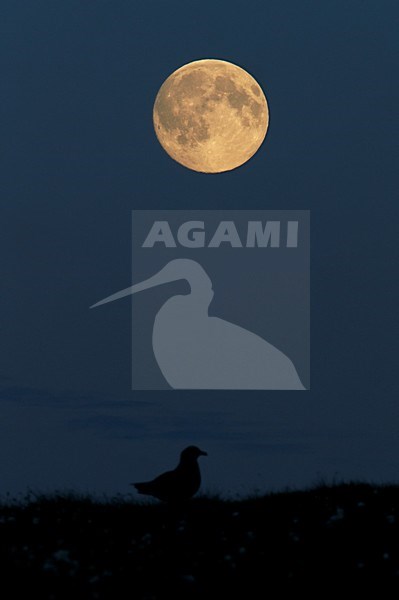 Grote Jager met de maan; Great Skua  with the moon stock-image by Agami/Markus Varesvuo,